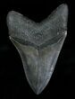 Killer Megalodon Tooth - Serrated #4767-2